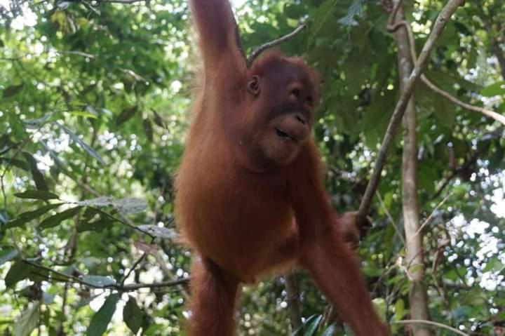 Pongo Guest House & Jungle Trekking Bukit Lawang Dış mekan fotoğraf