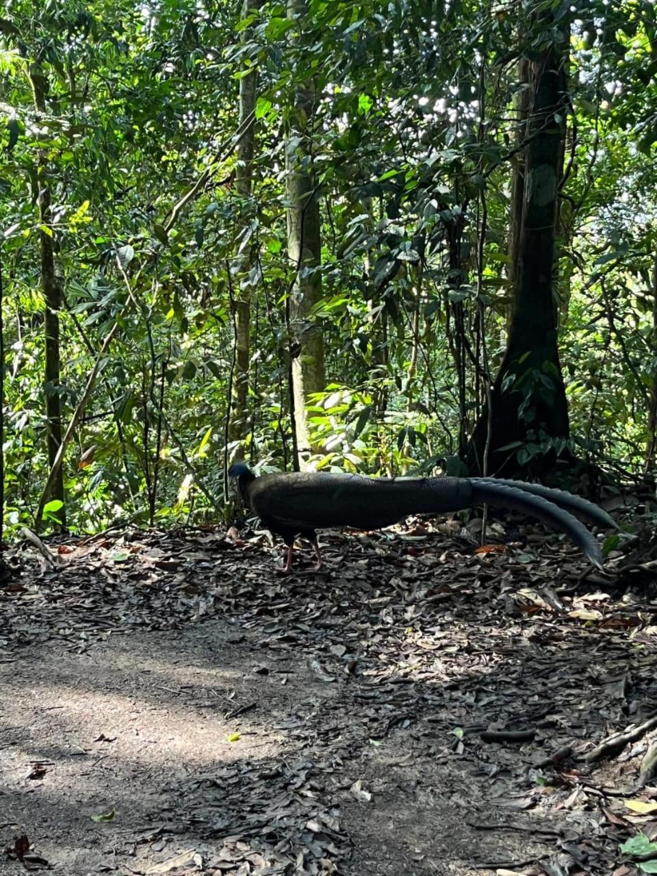 Pongo Guest House & Jungle Trekking Bukit Lawang Dış mekan fotoğraf