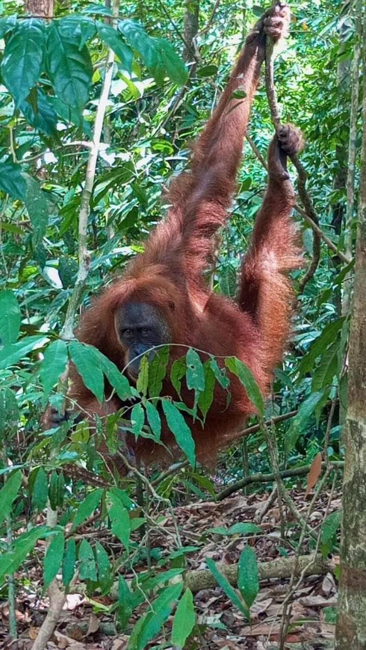 Pongo Guest House & Jungle Trekking Bukit Lawang Dış mekan fotoğraf