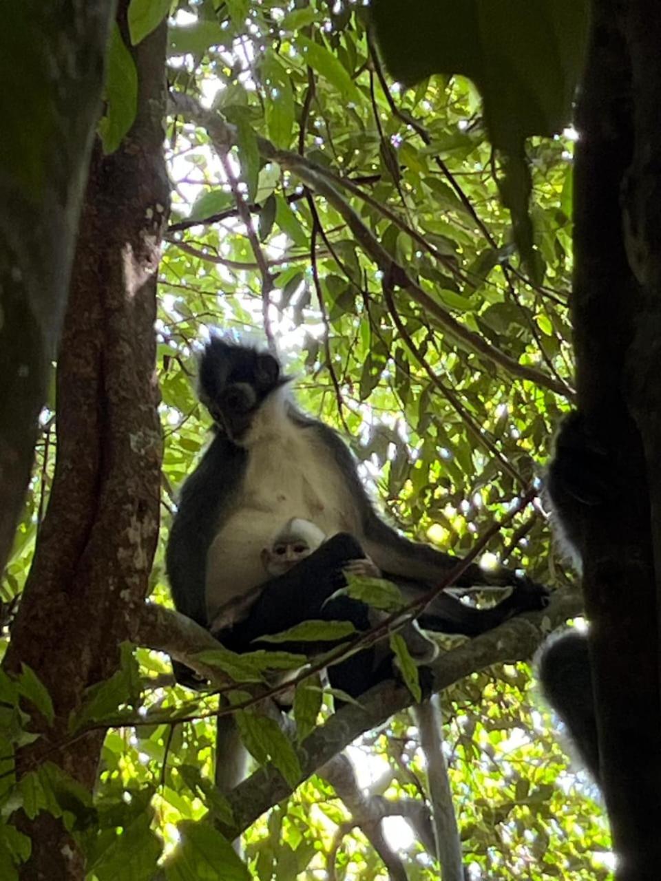 Pongo Guest House & Jungle Trekking Bukit Lawang Dış mekan fotoğraf