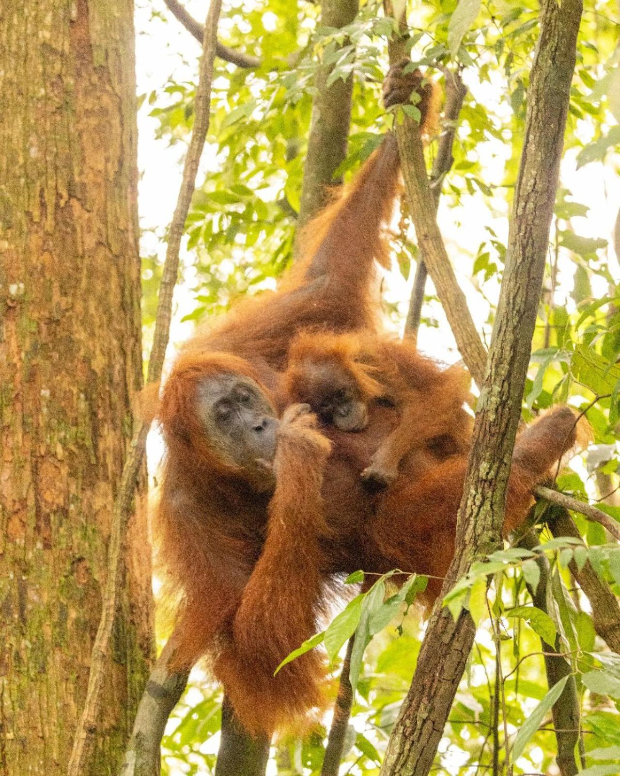Pongo Guest House & Jungle Trekking Bukit Lawang Dış mekan fotoğraf