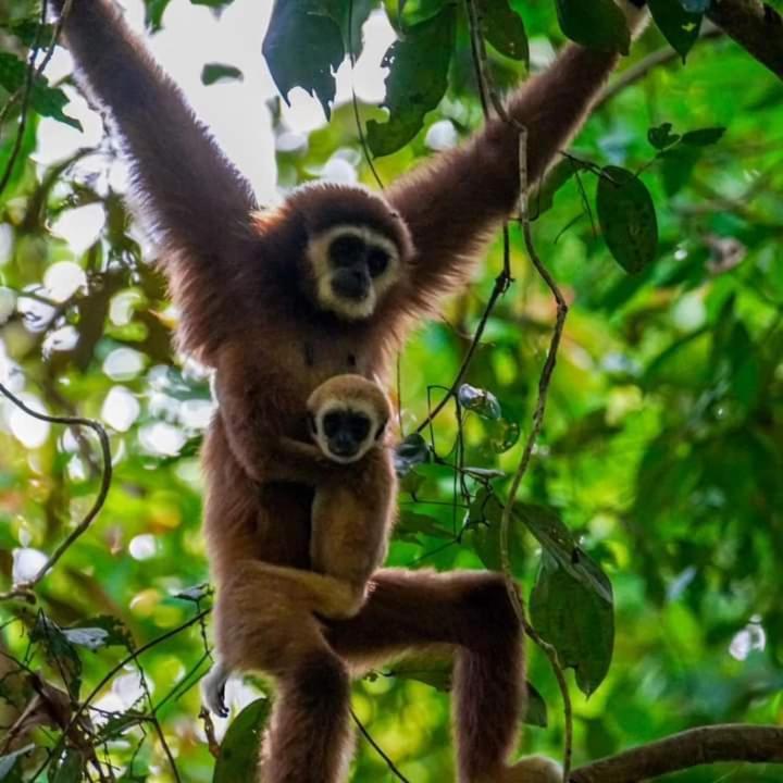 Pongo Guest House & Jungle Trekking Bukit Lawang Dış mekan fotoğraf