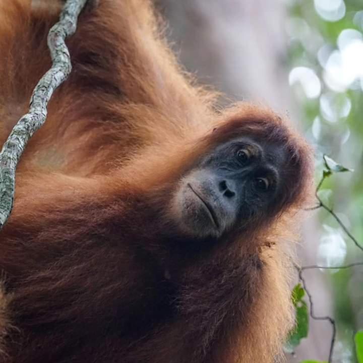 Pongo Guest House & Jungle Trekking Bukit Lawang Dış mekan fotoğraf