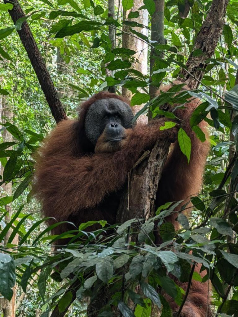Pongo Guest House & Jungle Trekking Bukit Lawang Dış mekan fotoğraf