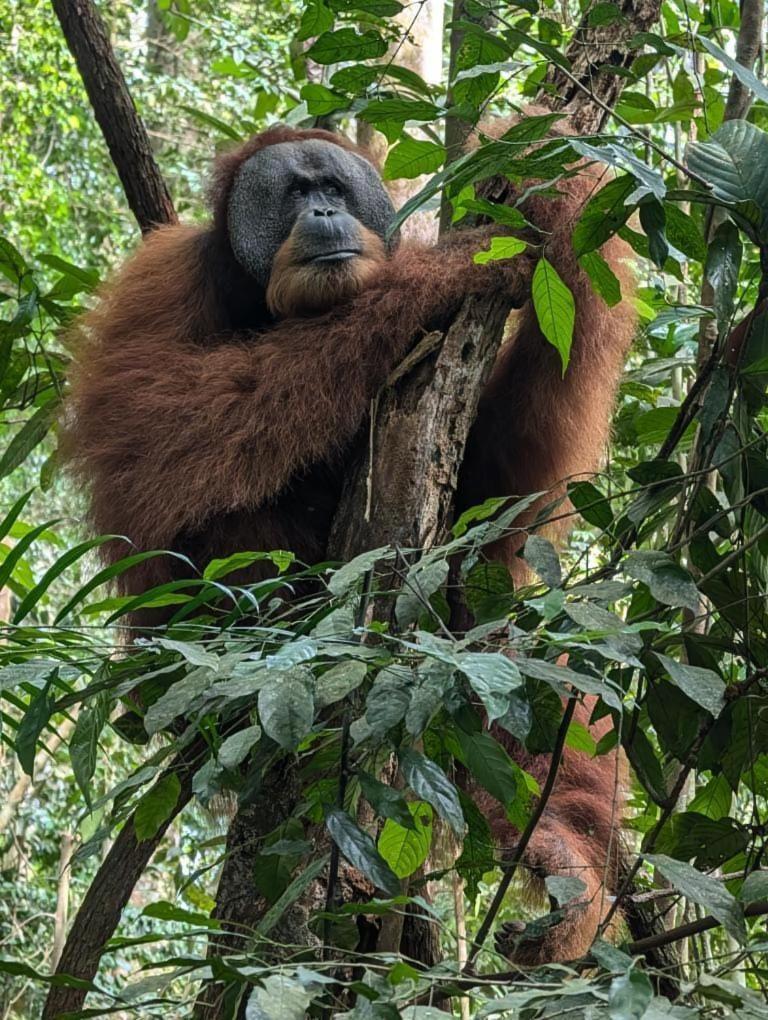 Pongo Guest House & Jungle Trekking Bukit Lawang Dış mekan fotoğraf