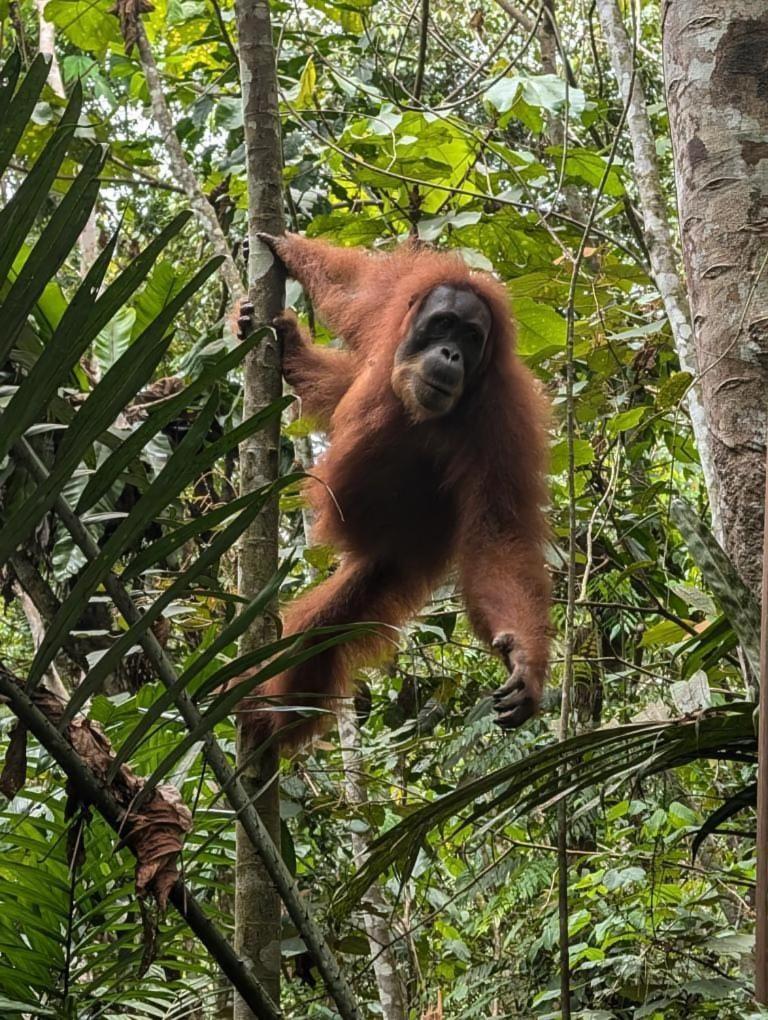 Pongo Guest House & Jungle Trekking Bukit Lawang Dış mekan fotoğraf