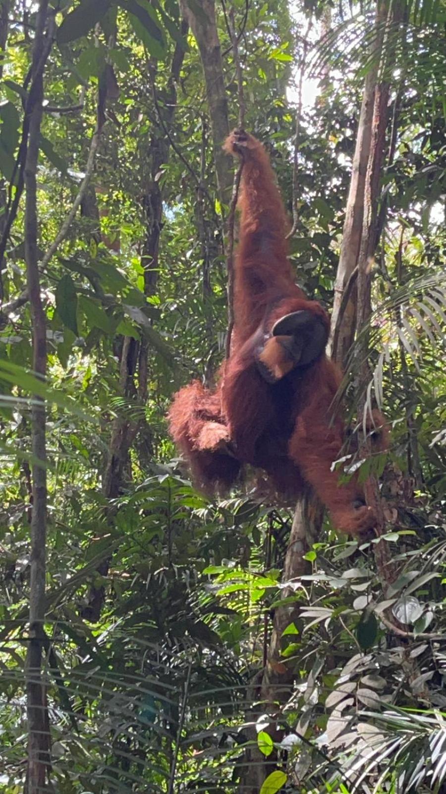 Pongo Guest House & Jungle Trekking Bukit Lawang Dış mekan fotoğraf